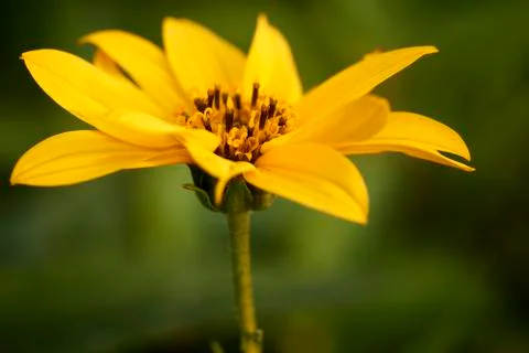 Topinambur Stock Photos