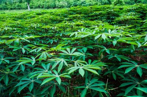 Topioca Stock Photos