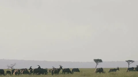 Topi's run amongst large herd, lock horns and fight. Stock Footage 156466692
