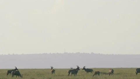 Topi's run amongst large herd, lock horns and fight, slow motion. Stock Footage 156466724