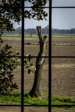 Topped tree in rural fields Stock Photos