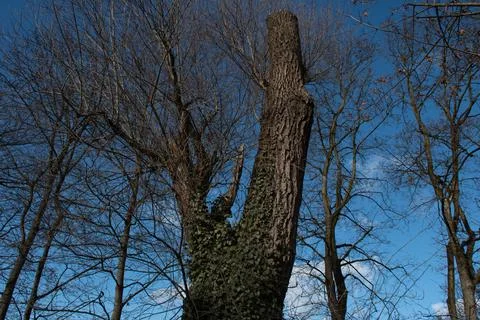 Topped Tree in Winter Stock Photos