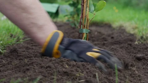 Topping up the soil around the plants Stock Footage 312645745