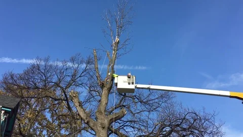 Topping Tree Trimmer 스톡 동영상 81374073