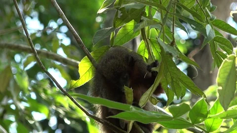 Toppin's Titi Monkey feed on fruit in the amazon rainforest undergrowth Stock Footage 99364593