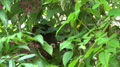 Toppin's Titi Monkey move in dense leaves to feed on blue berries Stock Footage 99364635