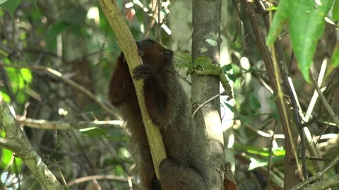 Toppin's Titi Monkey rest in tree looking around in lowland amazon rainforest Stock Footage 99524553
