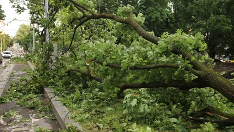 Toppled trees after a storm. Some fallen trees, super typhoon. Tree's down on Stock Footage 159636411