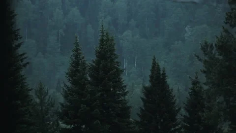 Tops of Ancient Trees in Dense Forest. Expedition to Mountains. Grow on Slope Stock Footage 146839349