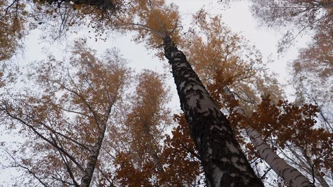 Tops and trunks of trees from the ground in late autumn Stock Footage 120388954