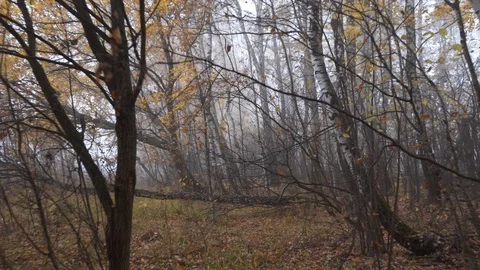Tops and trunks of trees from the ground in late autumn Stock Footage 124209098
