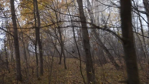 Tops and trunks of trees from the ground in late autumn Stock Footage 124209321