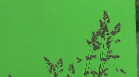 Tops of Apera Twig, Windgrass, Weed Is Wavering Stock Footage 51571413