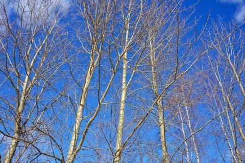 The tops of aspen trees, in the rays of the spring sun, without leaves are Stock Photos