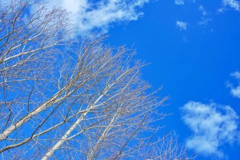 The tops of aspen trees, in the rays of the spring sun, without leaves are Stock Photos