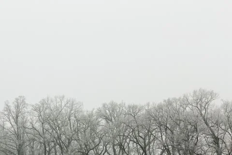 Tops of the bare trees Stock Photos
