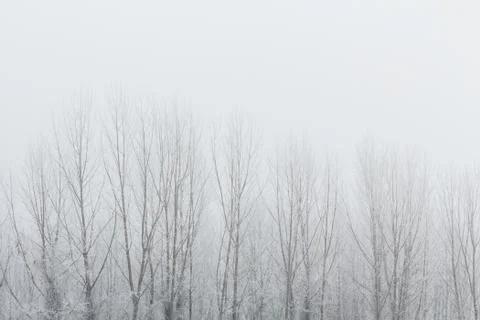 Tops of the bare trees Stock Photos