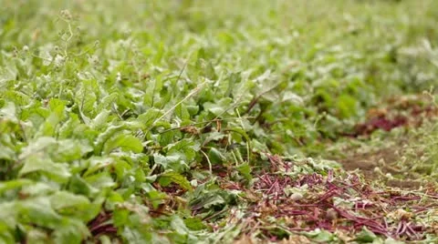 Tops Of Beet Vídeo Stock 22278409