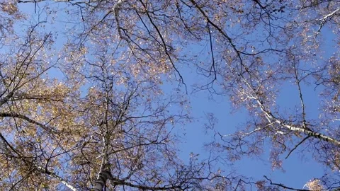 The tops of birch trees in a perk in the city against the blue sky on a sunny da Stock Footage 164214977