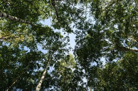 The tops of birch trees in summer forest Stock Photos