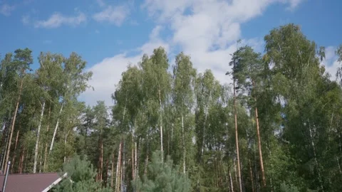 The tops of birch trees swing in the wind over the roof of the house Stock Footage 171391006