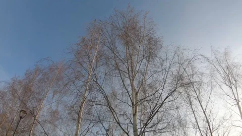 Tops of birches in the back sun Stock-Footage 120032608