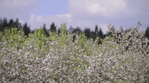 Tops of Blossoming Apple trees Stock Footage 63613930