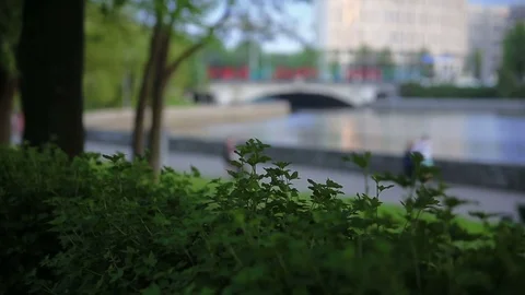 The tops of a bush in the park Stock Footage 76245903