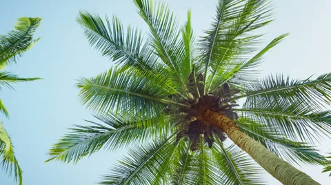 The tops of coconut palms on sky background Stock Footage 35425643