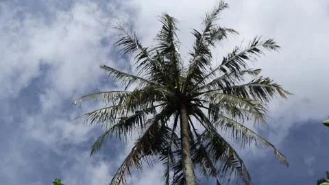 The tops of the coconut trees are blown by the wind Stock Footage 229600132