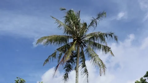 The tops of the coconut trees are blown by the wind. Stock Footage 229600173