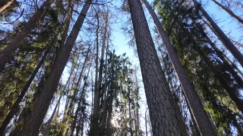 The tops of coniferous trees against the blue sky. Slowmotion Video stock 334059477