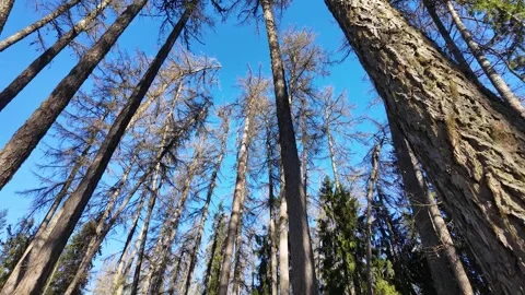 The tops of coniferous trees against the blue sky. Slowmotion Stock-Footage 334059482