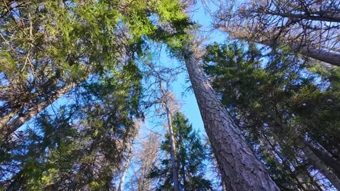 The tops of coniferous trees against the blue sky. Slowmotion Stock Footage 334059489