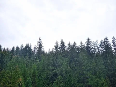 Tops of coniferous trees on a cloudy sky background. Stock Photos