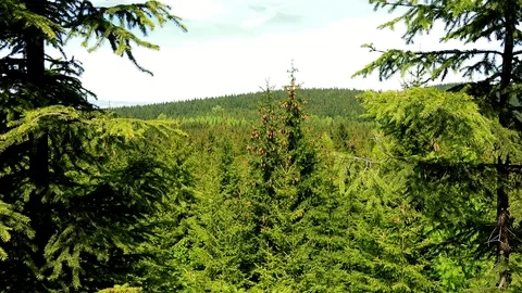 Tops of coniferous trees - a hilly forest area and the bright sky in the Stock-Footage 73413282