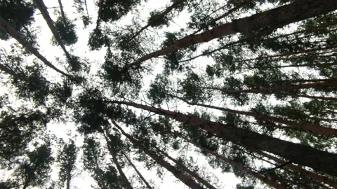 The tops of coniferous trees swayed in the wind. Stock Footage 226731264