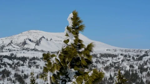 The tops of coniferous trees swaying in the wind in winter against the sky and t Stock Footage 104701558