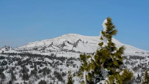 The tops of coniferous trees swaying in the wind in winter against the sky and t Stock Footage 104701563