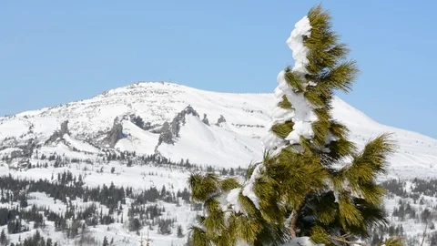 The tops of coniferous trees swaying in the wind in winter against the sky and t Stock Footage 104701569