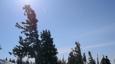 The tops of coniferous trees swaying in the wind in winter against the sky and t Stock Footage 104836197