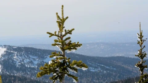 The tops of coniferous trees swaying in the wind in winter against the sky and t Stock-Footage 105040692