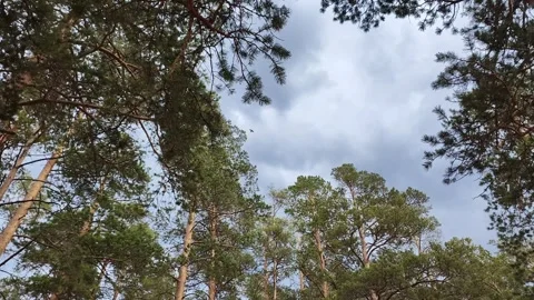 Tops of conifers, pine trees in the wind, gray cloudy sky. Nature. Stock Footage 287015317