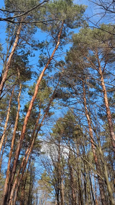 The tops of conifers in the spring forest against a clear blue sky Video stock 267689783