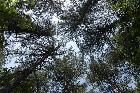 Tops, crowns of pine trees, view from the ground. Stock Photos