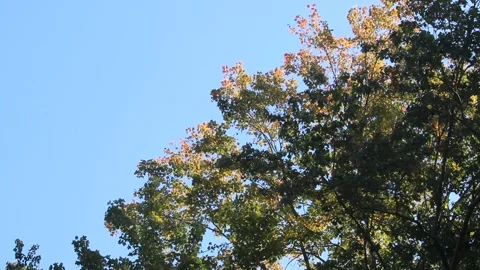 Tops of Deciduous Trees in Autumn Moving Stock Footage 219156093