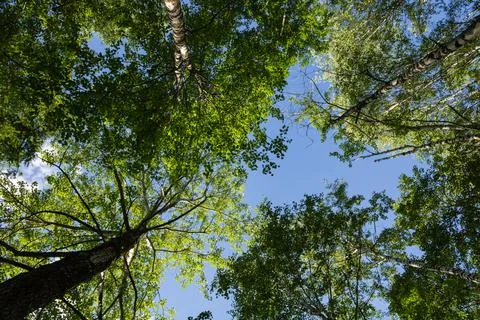 Tops of deciduous trees in contrast to a cloudy sky on a sunny day Stock Photos