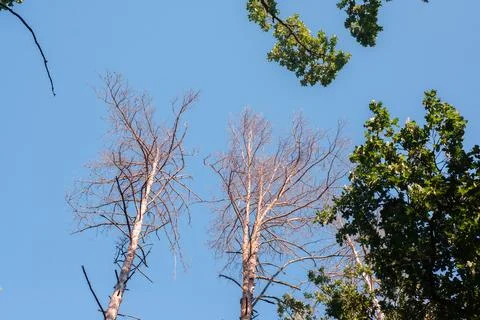 Tops of Dry Dead Pine Trees Reaching Up Into Blue Sky Stock Photos