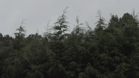 Tops of evergreen trees and cloudy sky on a rainy day Video stock 114559074