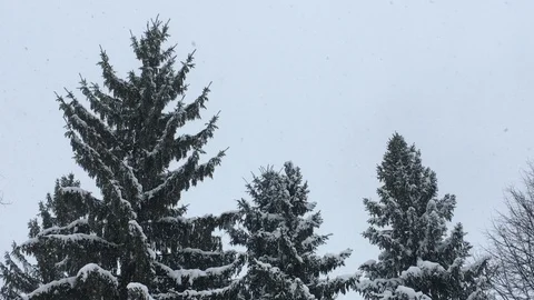 Tops of firs on a background of snowfall Stock Footage 122822944
